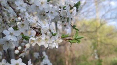 Bahar, dalda beyaz erik çiçekleri, rüzgarda sallanıyor parlak bulanık bir arka planda.