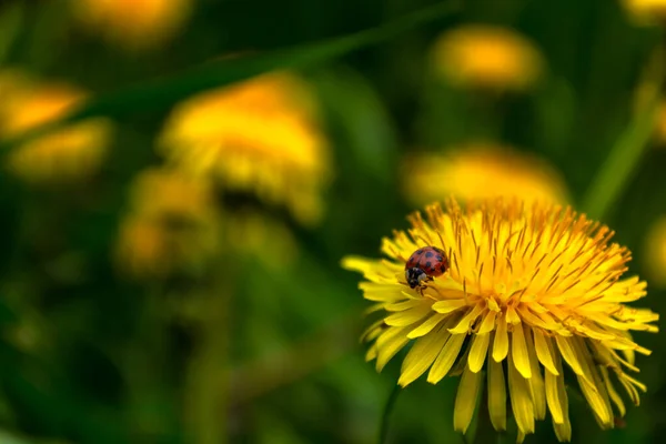 Een Lieveheersbeestje Bedekt Met Stuifmeel Een Gele Bloeiende Paardebloem Zomer — Stockfoto
