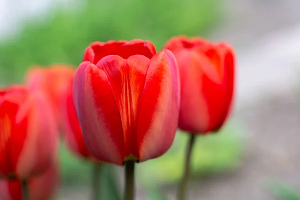 Röda Tulpaner Vackra Blommor Suddig Våren Bakgrund — Stockfoto