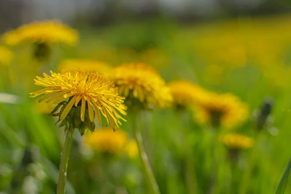 牧草地には黄色いタンポポがたくさんあります 夏のテーマ 美しいぼやけた背景 — ストック写真