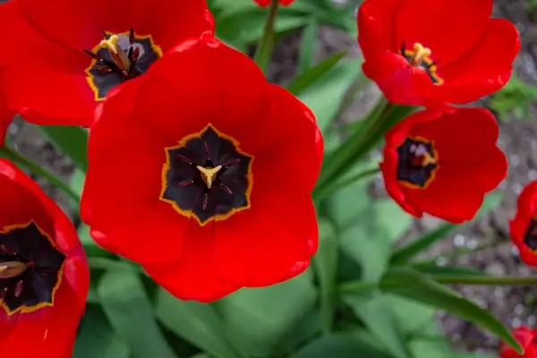 Megnyílt Vörös Tulipán Első Látásra Tavaszi Háttér Szelektív Fókusz — Stock Fotó