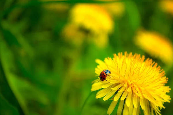 Gele Paardebloemen Het Veld Ladybug Een Bloem Heldere Groene Achtergrond — Stockfoto