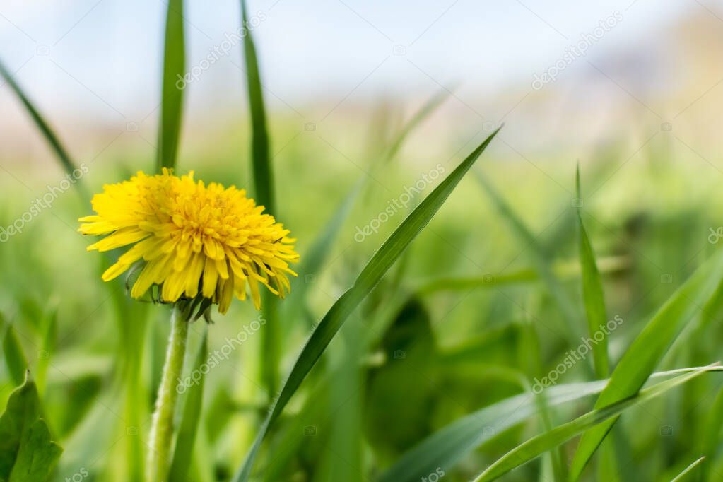 One yellow dandelion in the grass. Summer theme.