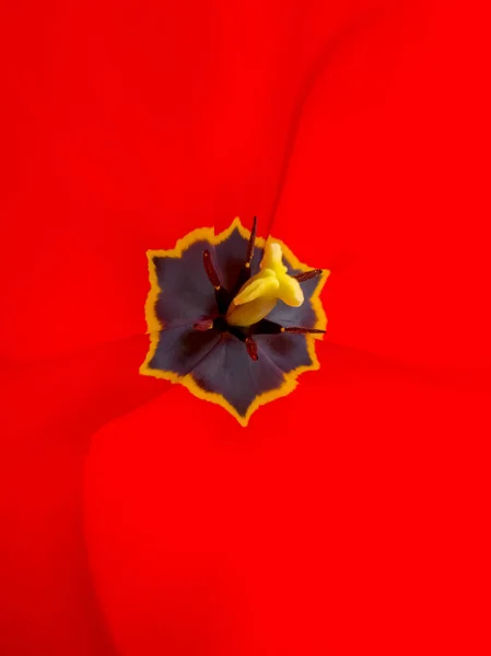 Tulipán Rojo Brillante Abierto Pistilos Estambres Foto Vertical — Foto de Stock