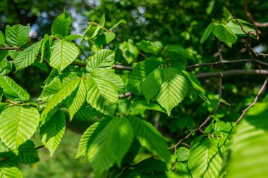 Yumuşak, bulanık bir zemin üzerinde yeşil yapraklardan küçük bir bokeh ile arka plan. Hornbeam yaz ormanında bir dal. Seçici odaklanma. Beni.