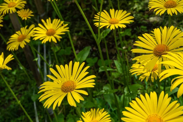 Bellissimi Fiori Gialli Doronicum Fioritura Nel Giardino Della Città — Foto Stock