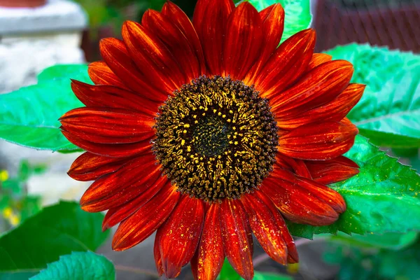 Hermoso Girasol Rojo Oscuro Decorativo Que Florece Jardín Polvoriento Cubierto —  Fotos de Stock