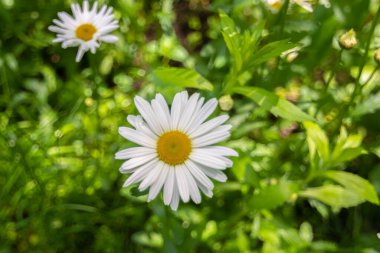 Güzel dekoratif beyaz papatya çayı yakın plan yeşil bulanık arka plan.
