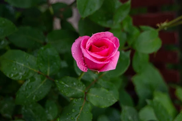 Rosa Ros Sommarträdgården Efter Regnet Blomma Täckt Med Regndroppar — Stockfoto