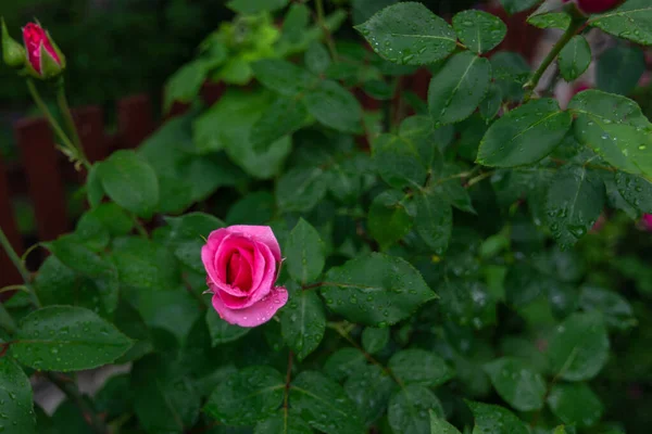 Wet Πράσινο Τριαντάφυλλο Θάμνος Ροζ Λουλούδι Έναν Ιδιωτικό Κήπο — Φωτογραφία Αρχείου
