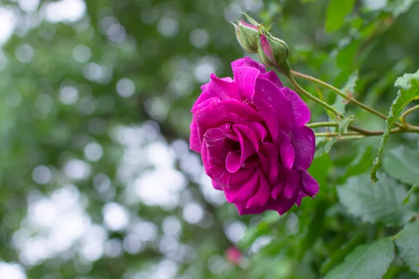 Sommar Blommande Röd Rosa Ros Trädgården — Stockfoto