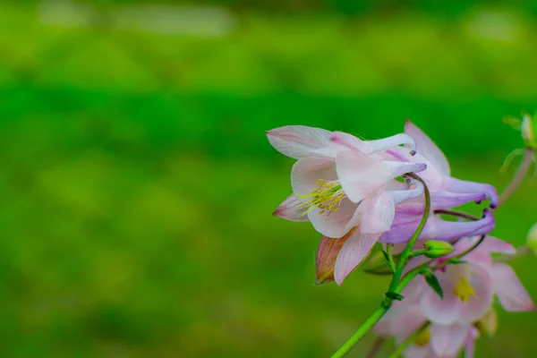 Květy Aquilegia Potok Orel Krásná Trvalá Bylinná Rostlina Nenáročné Okrasné — Stock fotografie