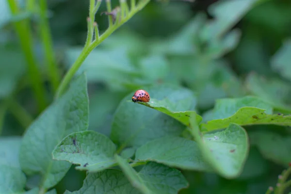 Rode Colorado Aardappelkever Larve Eet Groene Bladeren Van Aardappel — Stockfoto