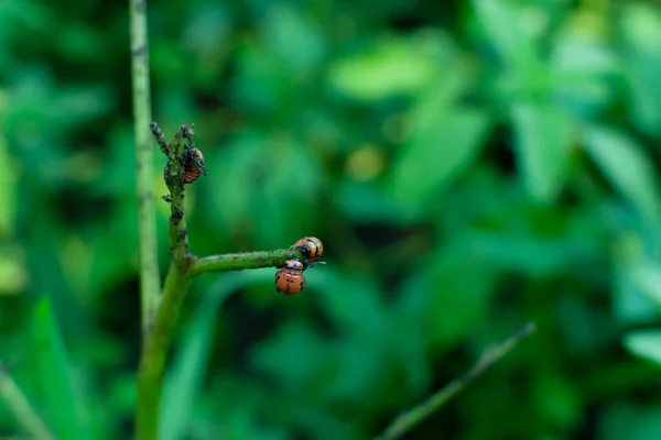 Deux Larves Rouges Doryphore Pomme Terre Qui Mangent Des Feuilles — Photo