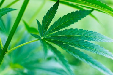 Açık yeşil arka planda yaprakları olan kenevir kökü. Seçici odak.