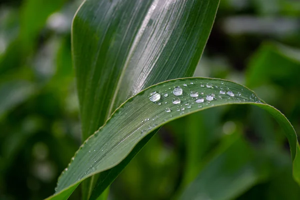 绿叶的玉米被雨滴覆盖着 有选择的重点 — 图库照片