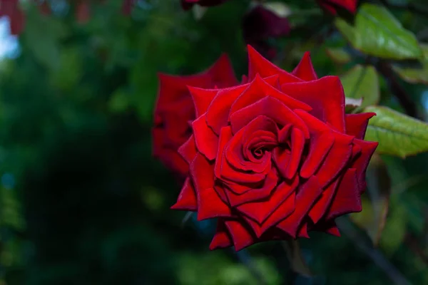 Vacker Sammetslen Röd Ros Mörkgrön Suddig Bakgrund Blomsternärbild — Stockfoto