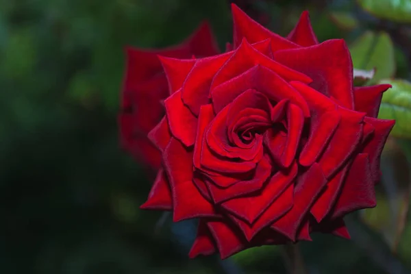Belle Grande Rose Rouge Velours Sur Fond Jardin Vert Foncé — Photo