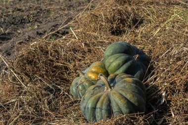 Bahçede üç balkabağı kuru üst yığınının içinde. Kırsalda sonbahar hasadı.