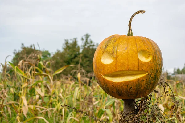 Big yellow pumpkin with carved eyes and mouth on a stick, a scarecrow in a corn field. Halloween day.