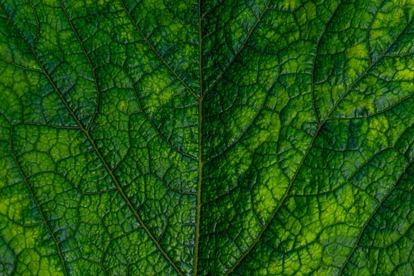 多条纹湿绿色南瓜叶的结构 — 图库照片