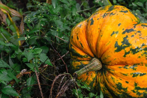 Grande Citrouille Jaune Humide Dans Potager Automne Après Pluie Récolte — Photo