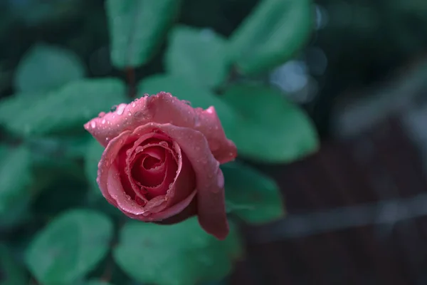 Något Blommande Rosa Ros Suddig Mörkgrön Bakgrund Kvällsträdgården — Stockfoto