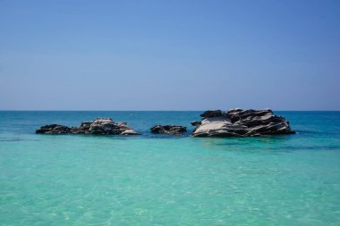 Tayland 'daki tropikal Phi adalarından Flora ve Fauna