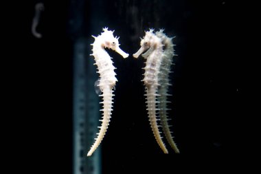 Tayland 'daki Phuket akvaryumunda deniz atı yansıması