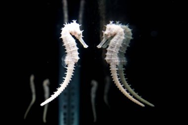 Tayland 'daki Phuket akvaryumunda deniz atı yansıması