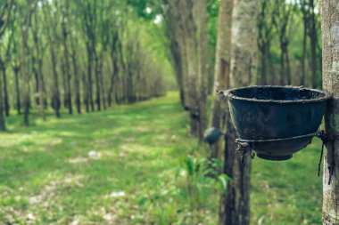 Tayland, Phuket 'teki gizemli orman.