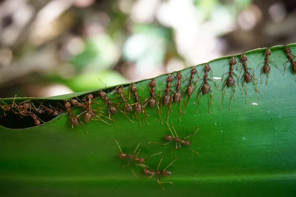 Las Hormigas Rojas Construyen Nido Sobre Hojas Selva — Foto de Stock