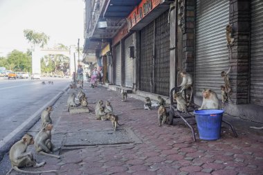 Lopburi, Tayland - 19 Aralık 2018: Şehirde serbest yürüyen maymunlar