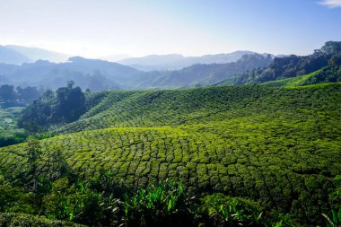 Cameron Highlands, Malezya 'daki çay tarlalarında güzel bir gün doğumu