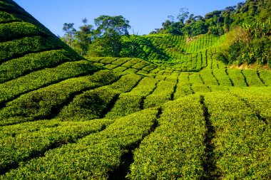 Cameron Highlands, Malezya 'daki çay tarlalarında güzel bir gün doğumu