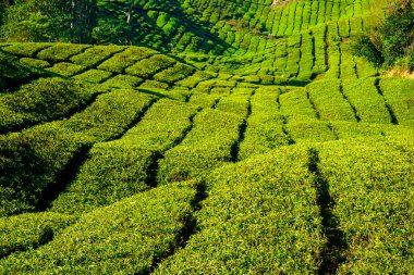 Cameron Highlands, Malezya 'daki çay tarlalarında güzel bir gün doğumu