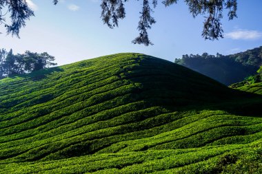 Cameron Highlands, Malezya 'daki çay tarlalarında güzel bir gün doğumu