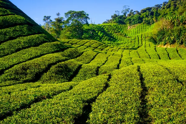 Cameron Highlands, Malezya 'daki çay tarlalarında güzel bir gün doğumu