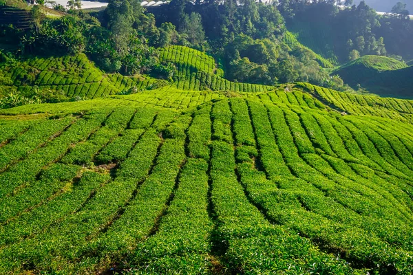 말레이시아의 캐머런 하일랜드에 농장에서 아름다운 — 스톡 사진