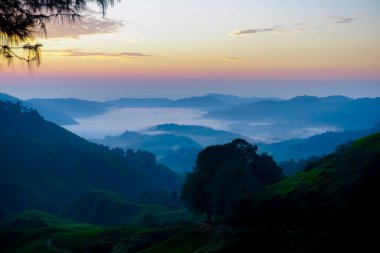 Cameron Highlands, Malezya 'daki çay tarlalarında güzel bir gün doğumu