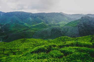 Malezya 'daki Cameron Highlands' da güzel çay tarlaları