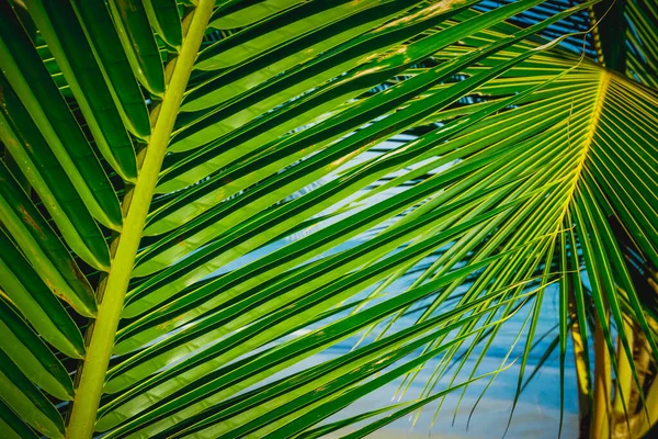 Palmenzweige Der Küste Einer Tropischen Insel — Stockfoto