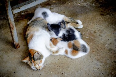 Anne kedili küçük kediler.