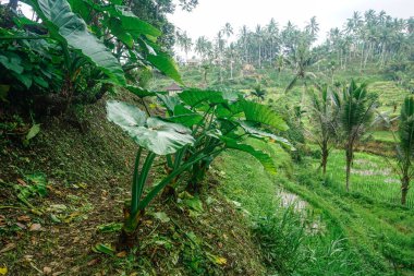 Bali adasında güzel pirinç terasları