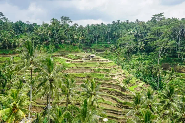 Hermosas Terrazas Arroz Isla Bali — Foto de Stock