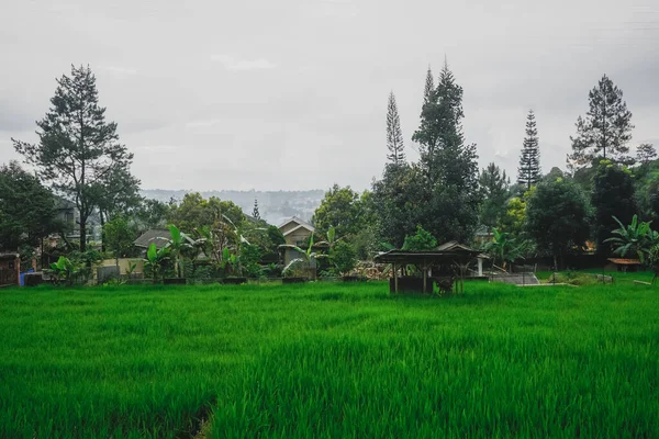 Рисовое Поле Одной Деревень Индонезии — стоковое фото