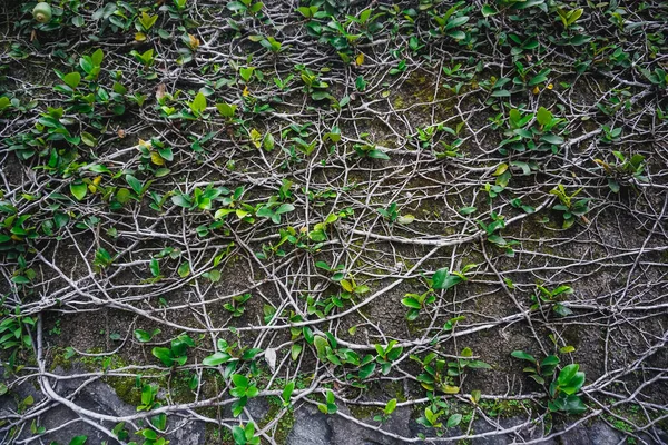 Nature Takes Its Toll Plants Grow Concrete Wall — Stock Photo, Image