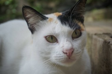 Parktaki komik yüzlü kedi.