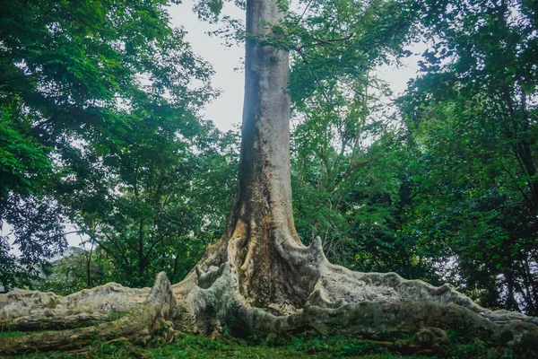 Buttress Bogor Botanik Bahçesinde Kökleniyor — Stok fotoğraf