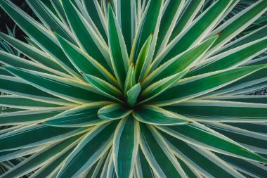 Bogor Botanik Bahçesinde Agave bitkisinin çiçek açması